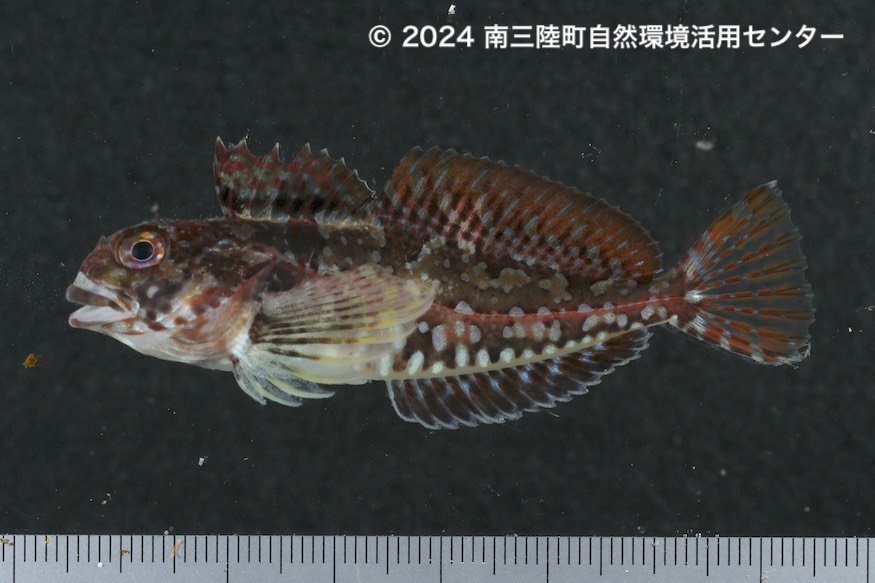カジカ科Cottidae – 南三陸ネイチャーセンター魚類標本データベース