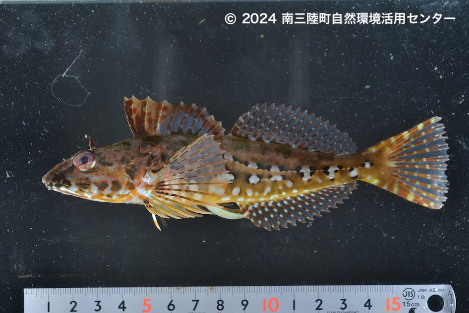 カジカ科Cottidae – 南三陸ネイチャーセンター魚類標本データベース