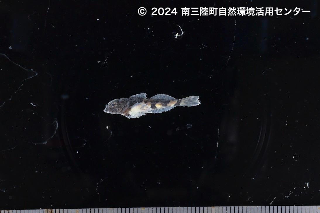 カジカ科Cottidae – 南三陸ネイチャーセンター魚類標本データベース