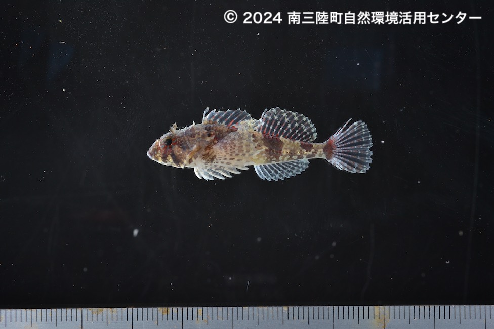 カジカ科Cottidae – 南三陸ネイチャーセンター魚類標本データベース